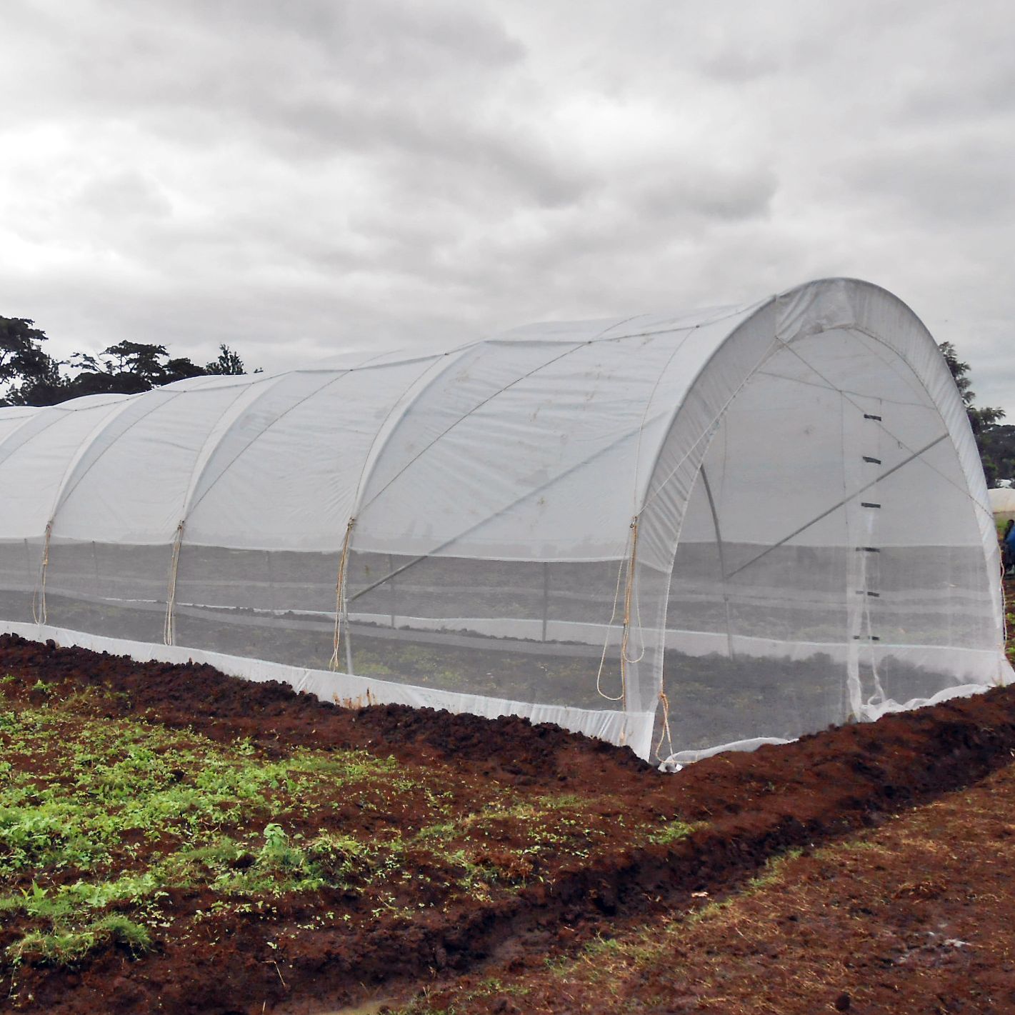 6 x 15m Tunnel Greenhouse with Side Curtains & Ventilation Roof – STK COMPACT