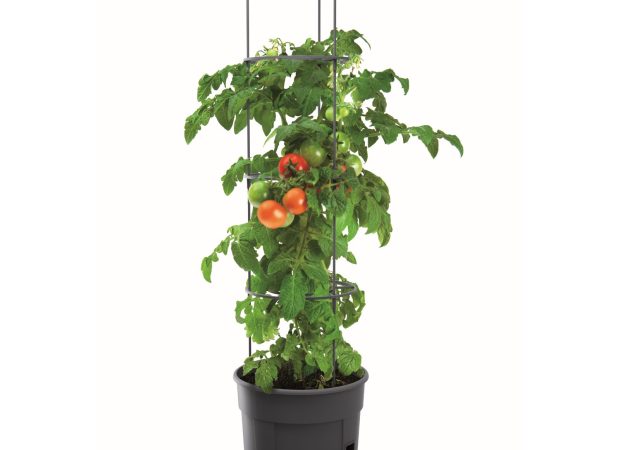 Tomato_Grower-Main-Image.png
